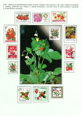 ERNÄHRUNG DIE MENSCHHEIT – Blatt 18