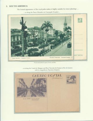 PALMA KRÁLOVSKÁ – list 14