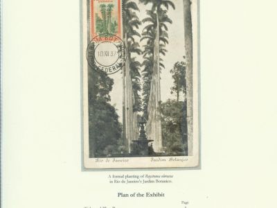 PALMA KRÁLOVSKÁ