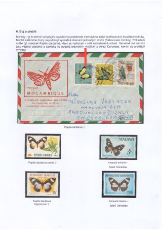 BUTTERFLIES KNOWN AND UNKNOWN – sheet 37