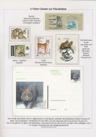 THE MYSTERY OF DOMESTIC CATS – sheet 5
