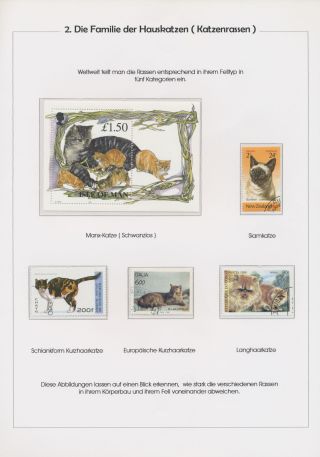 THE MYSTERY OF DOMESTIC CATS – sheet 8