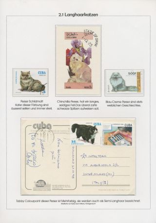 THE MYSTERY OF DOMESTIC CATS – sheet 11