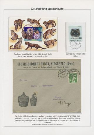 THE MYSTERY OF DOMESTIC CATS – sheet 13