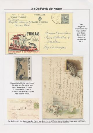 THE MYSTERY OF DOMESTIC CATS – sheet 16