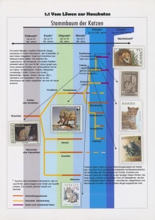 THE MYSTERY OF DOMESTIC CATS – sheet 24