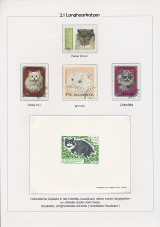 THE MYSTERY OF DOMESTIC CATS – sheet 29