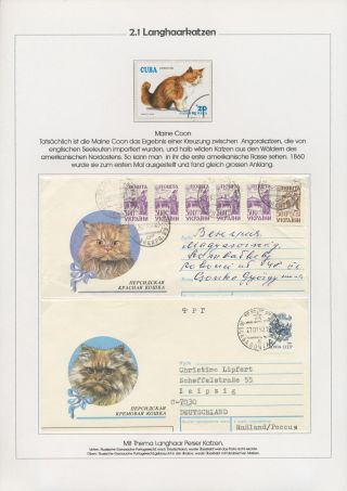 THE MYSTERY OF DOMESTIC CATS – sheet 30