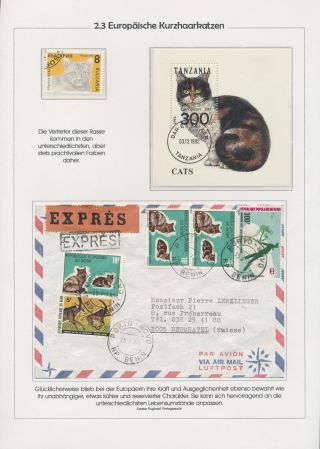 THE MYSTERY OF DOMESTIC CATS – sheet 36
