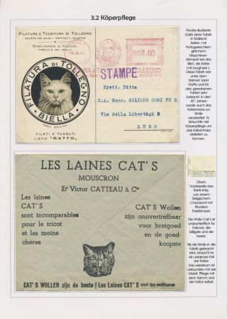 THE MYSTERY OF DOMESTIC CATS – sheet 41