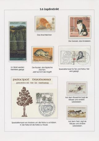 THE MYSTERY OF DOMESTIC CATS – sheet 57