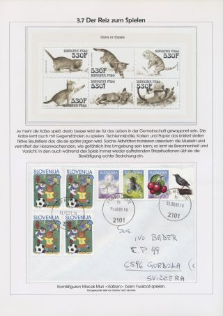 THE MYSTERY OF DOMESTIC CATS – sheet 62
