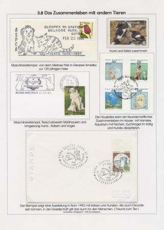 THE MYSTERY OF DOMESTIC CATS – sheet 64