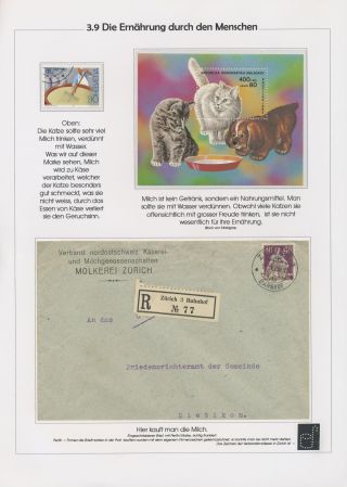 THE MYSTERY OF DOMESTIC CATS – sheet 71