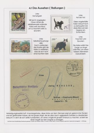 THE MYSTERY OF DOMESTIC CATS – sheet 80