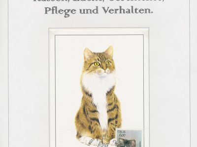 THE MYSTERY OF DOMESTIC CATS