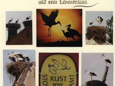 EUROPEAN WHITE STORK AND ITS HABITAT