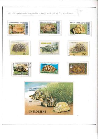 Turtles – sheet 2
