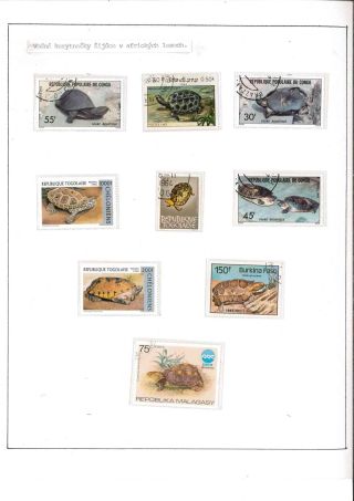 Turtles – sheet 5
