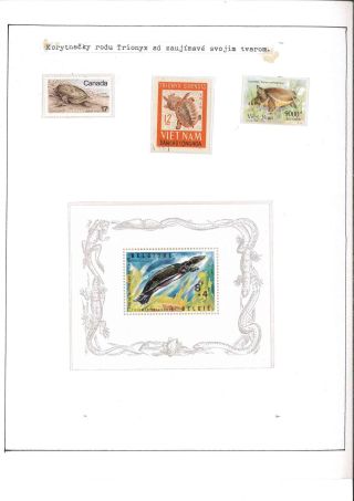 Turtles – sheet 6