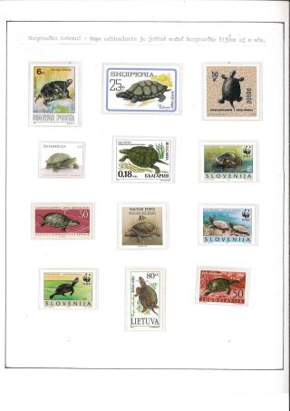 Turtles – sheet 7