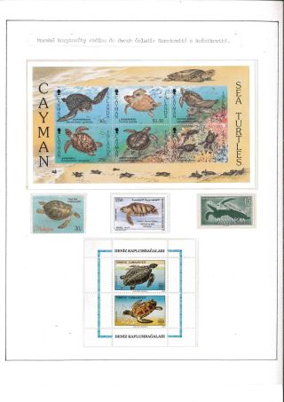 Turtles – sheet 8