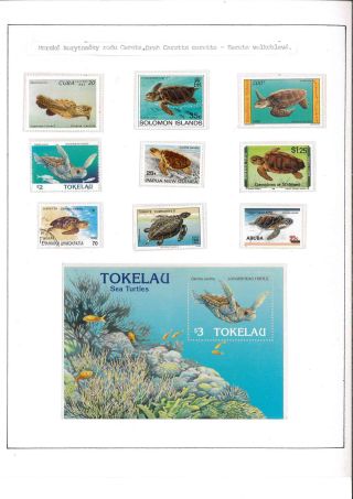 Turtles – sheet 9