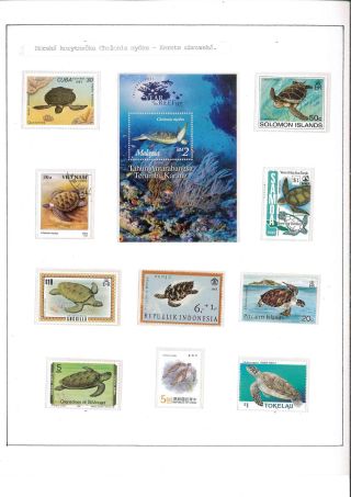 Turtles – sheet 10