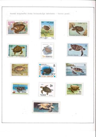 Turtles – sheet 11