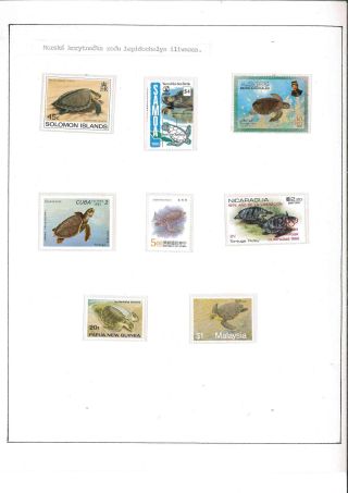 Turtles – sheet 13