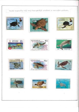 Turtles – sheet 14