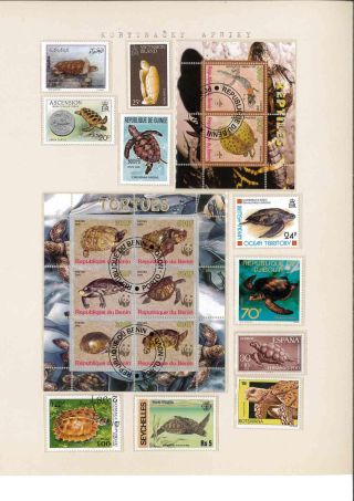 Turtles – sheet 22