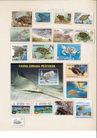 Turtles – sheet 28
