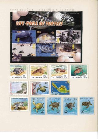Turtles – sheet 31
