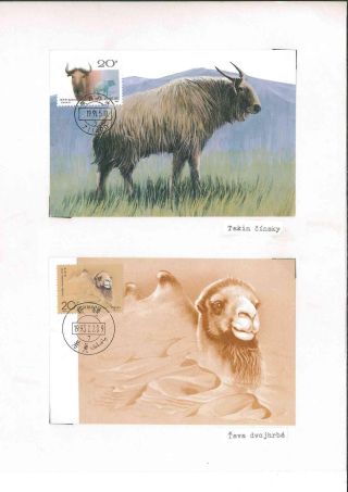 They are still alive - for how long? – sheet 7