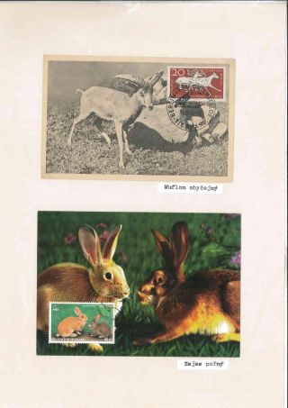 Sie leben noch - wie lange? – Blatt 17