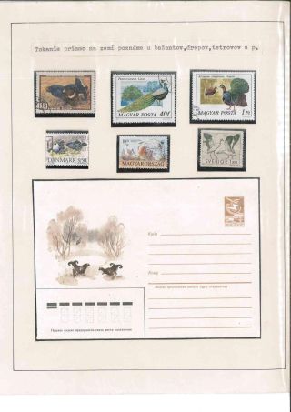 Bird's life – sheet 35