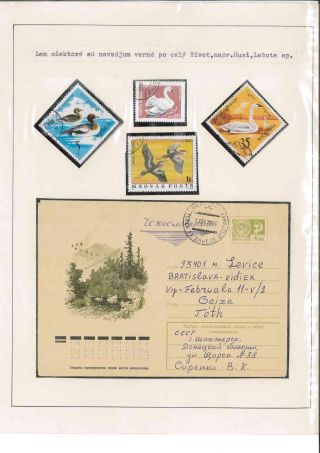 Bird's life – sheet 40