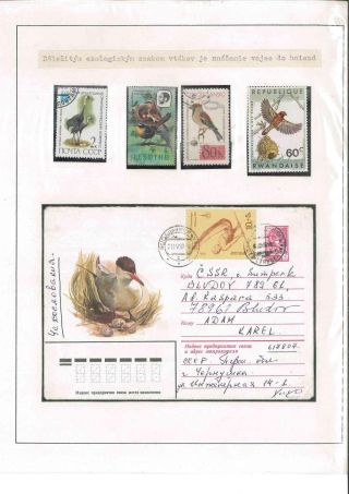 Bird's life – sheet 42