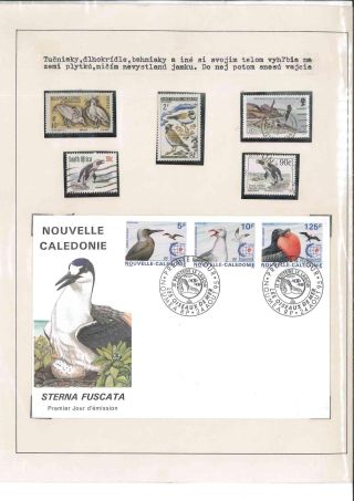 Bird's life – sheet 43