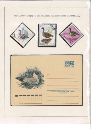 Vogelleben – Blatt 57
