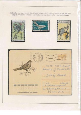 Vogelleben – Blatt 61
