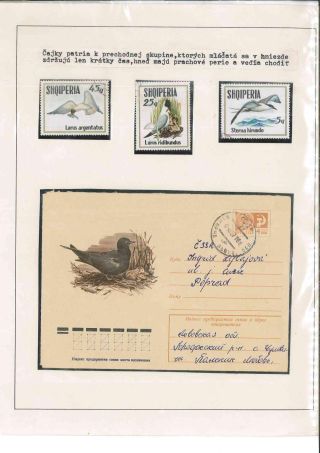 Bird's life – sheet 74