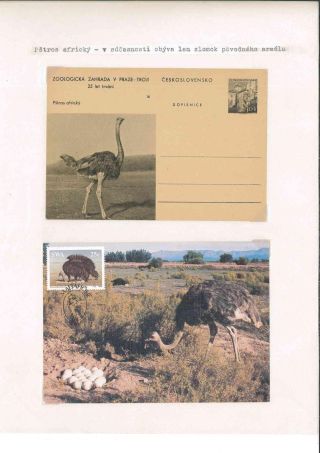 Prager Zoo – Blatt 8