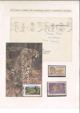 Prager Zoo – Blatt 11
