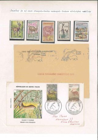 Prager Zoo – Blatt 12