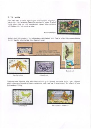 BUTTERFLIES KNOWN AND UNKNOWN – sheet 11