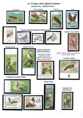 PIGEON SURPASS ALL – sheet 6