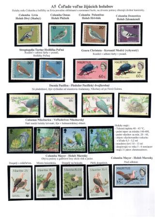 PIGEON SURPASS ALL – sheet 7