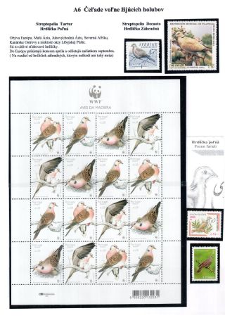 PIGEON SURPASS ALL – sheet 8